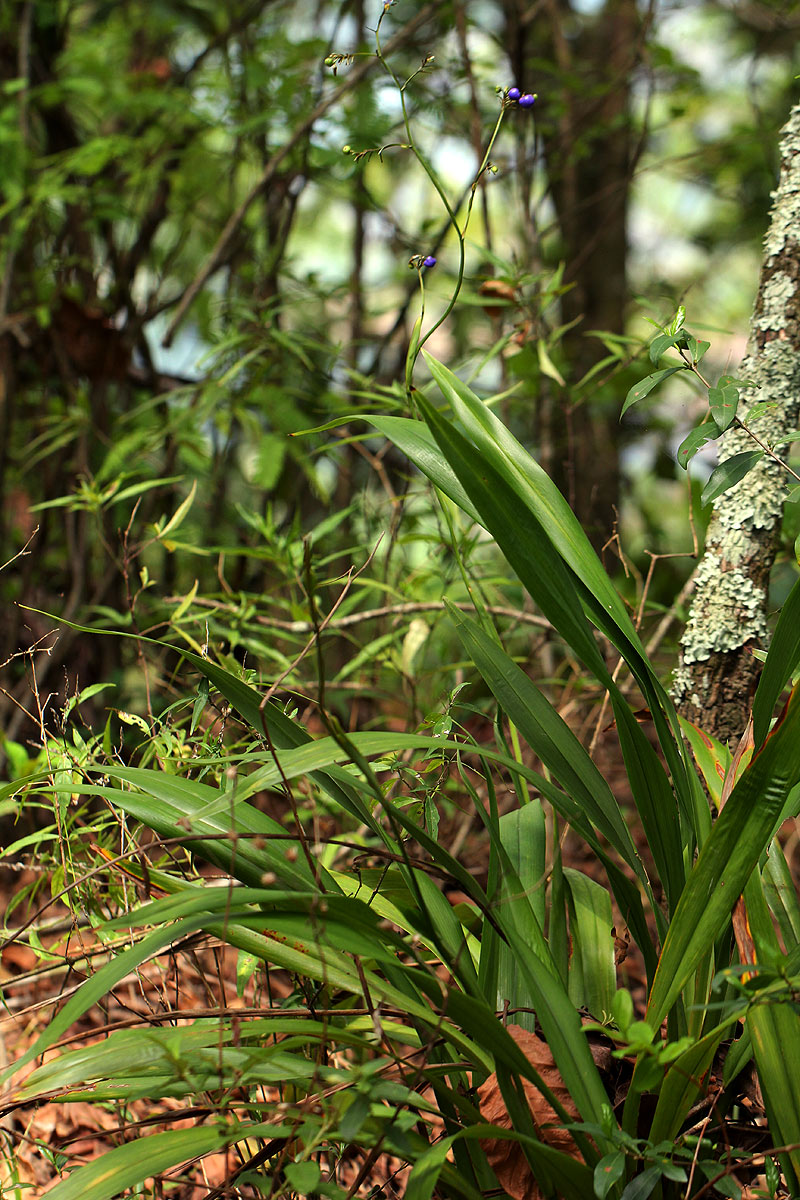 Dianella ensifolia