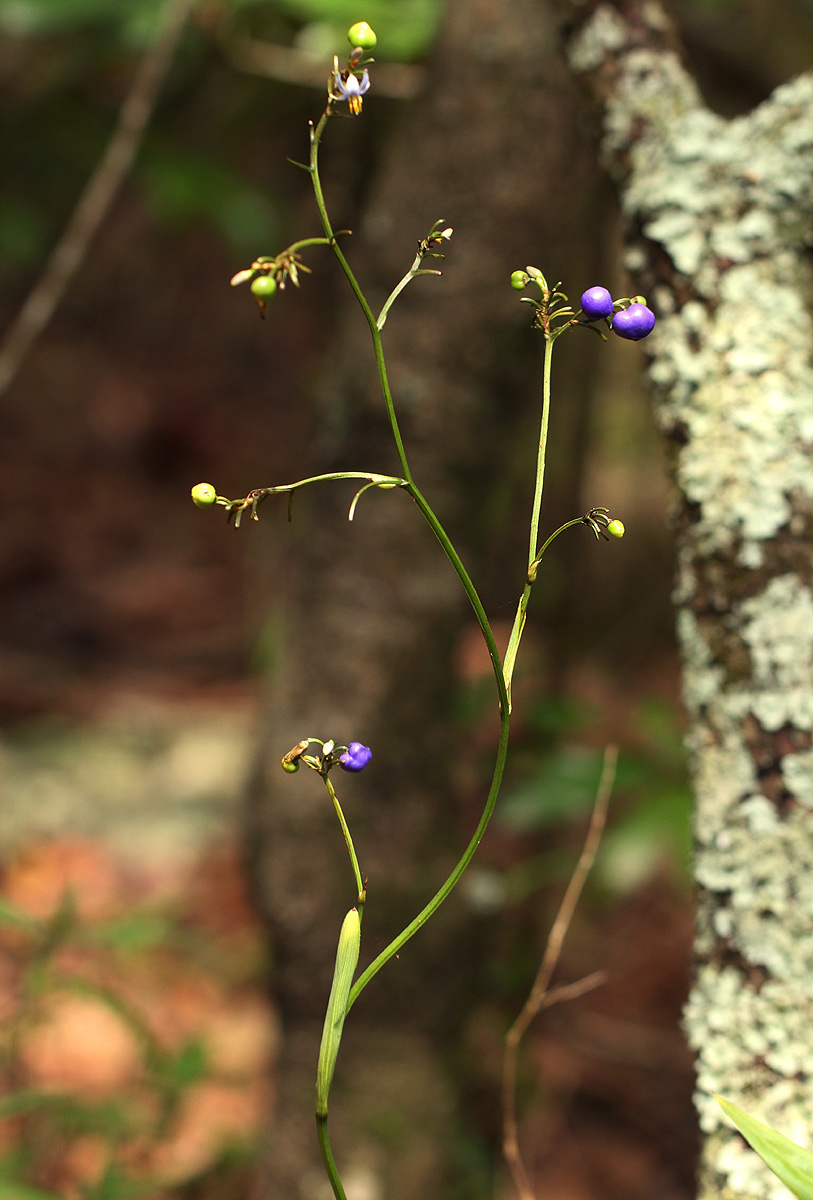 Dianella ensifolia