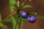 Dianella ensifolia
