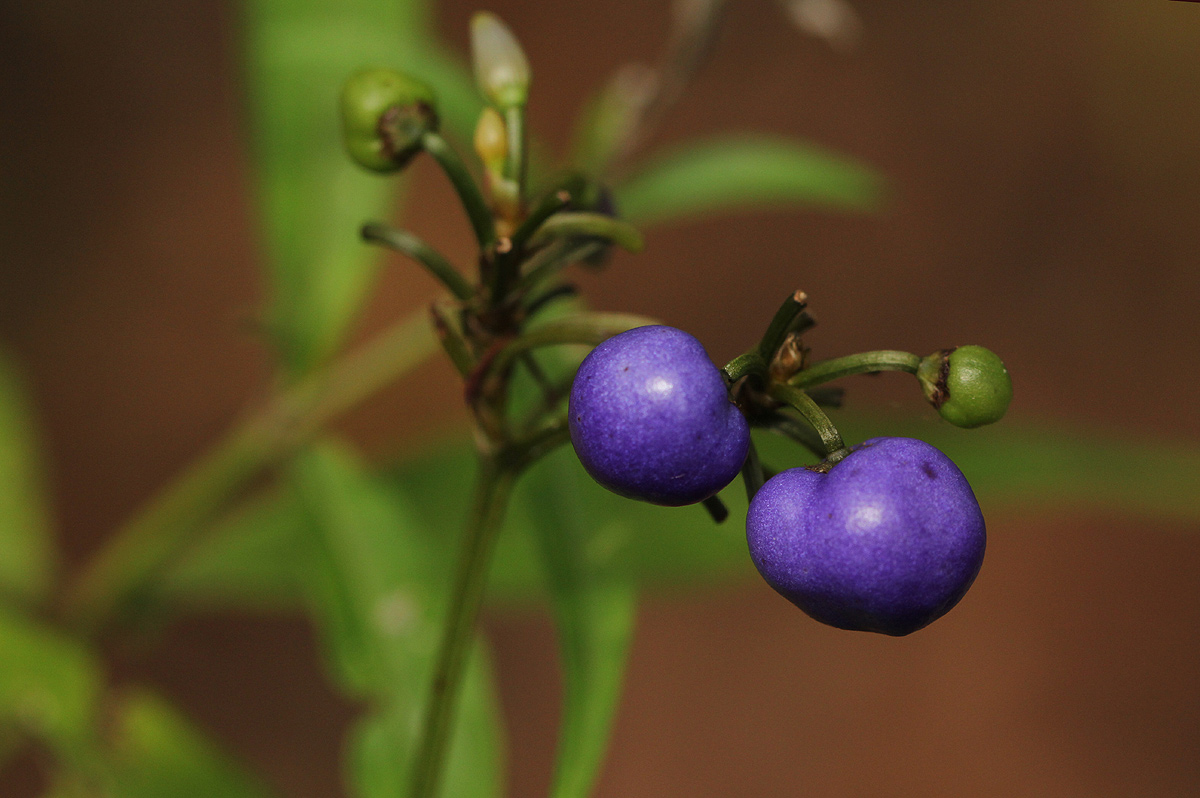 Dianella ensifolia