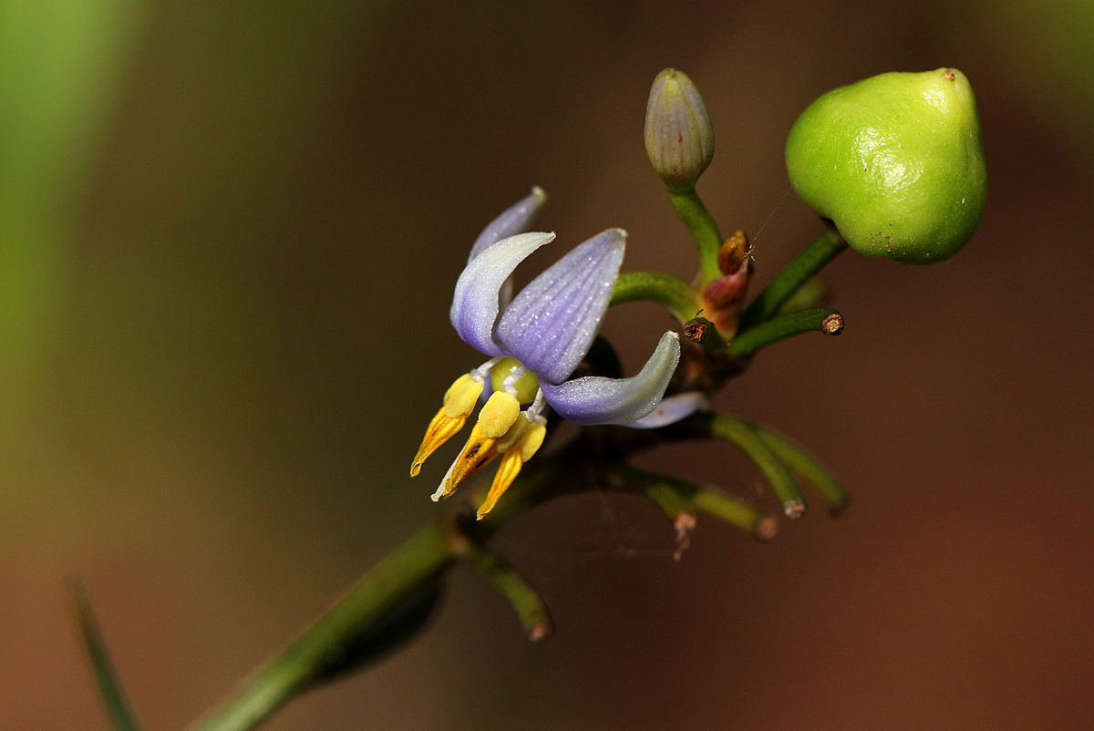 Dianella ensifolia
