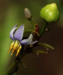Dianella ensifolia
