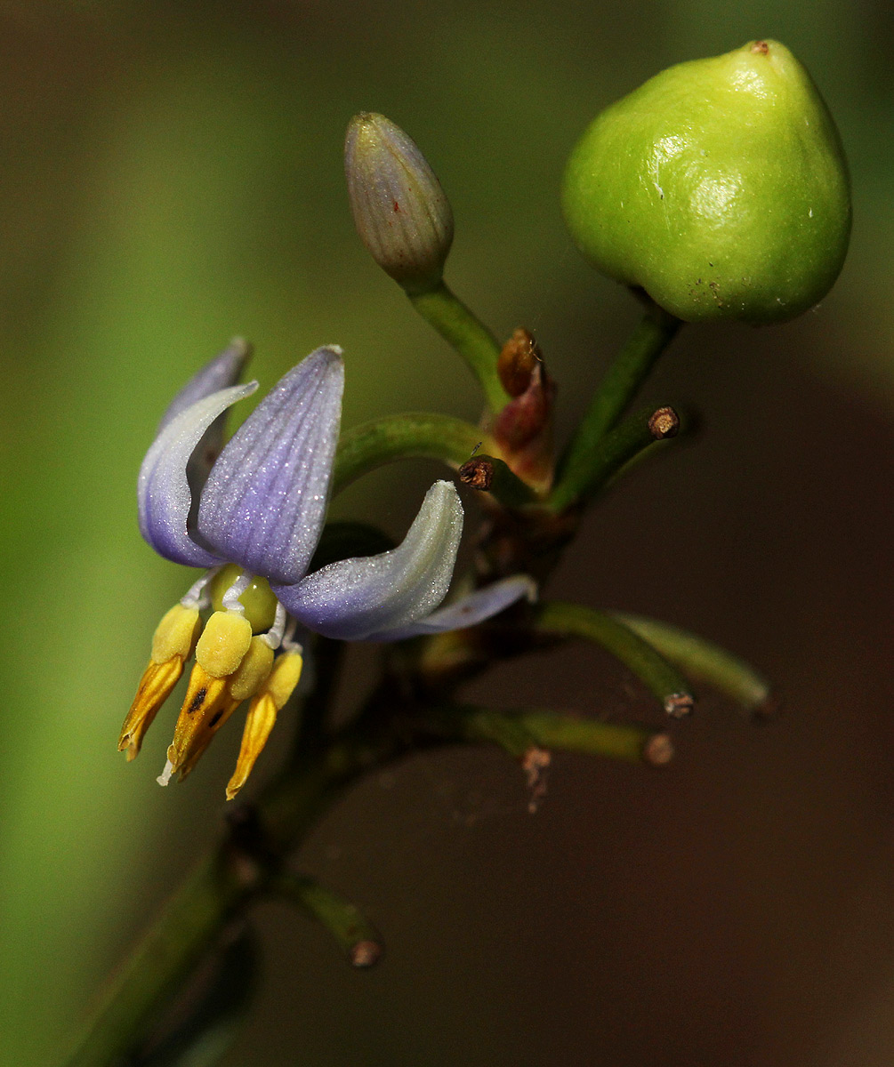 Dianella ensifolia