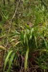 Dianella ensifolia