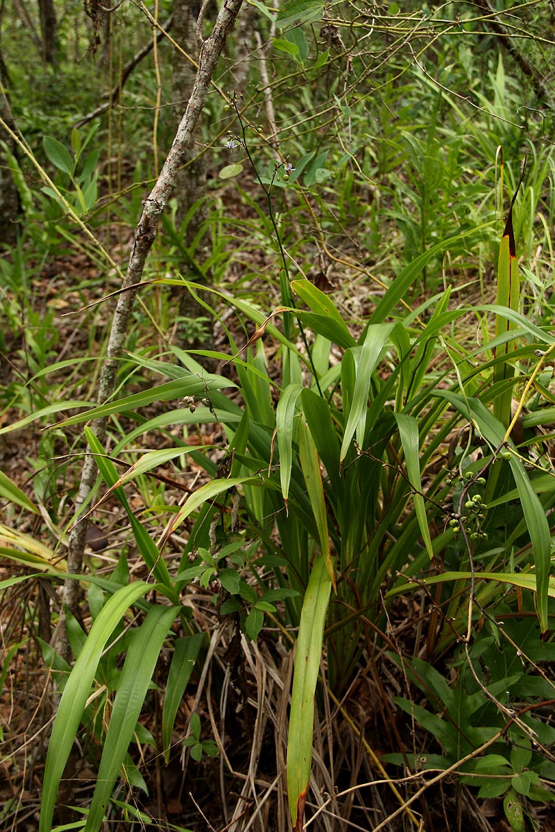 Dianella ensifolia