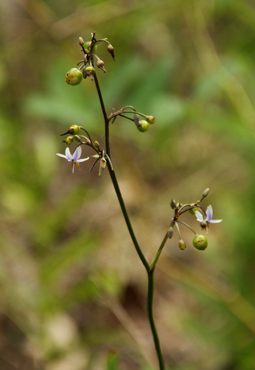 Dianella ensifolia