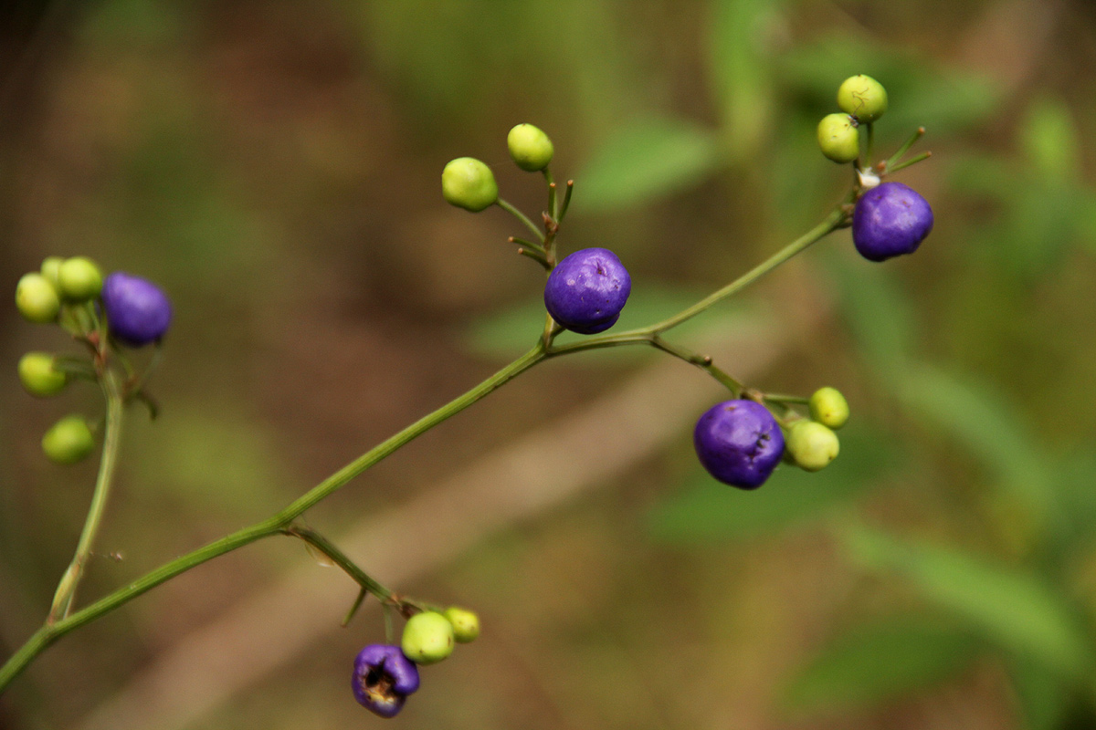 Dianella ensifolia