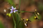 Dianella ensifolia