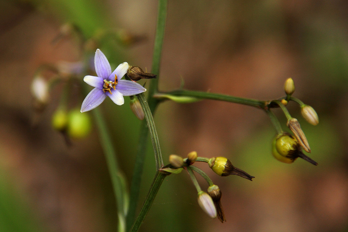 Dianella ensifolia
