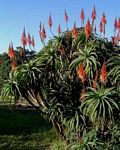 Aloe arborescens
