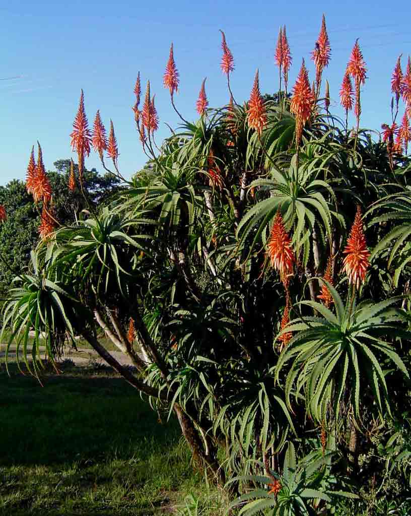 Aloe arborescens