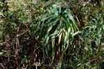 Aloe arborescens