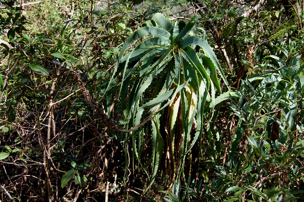 Aloe arborescens
