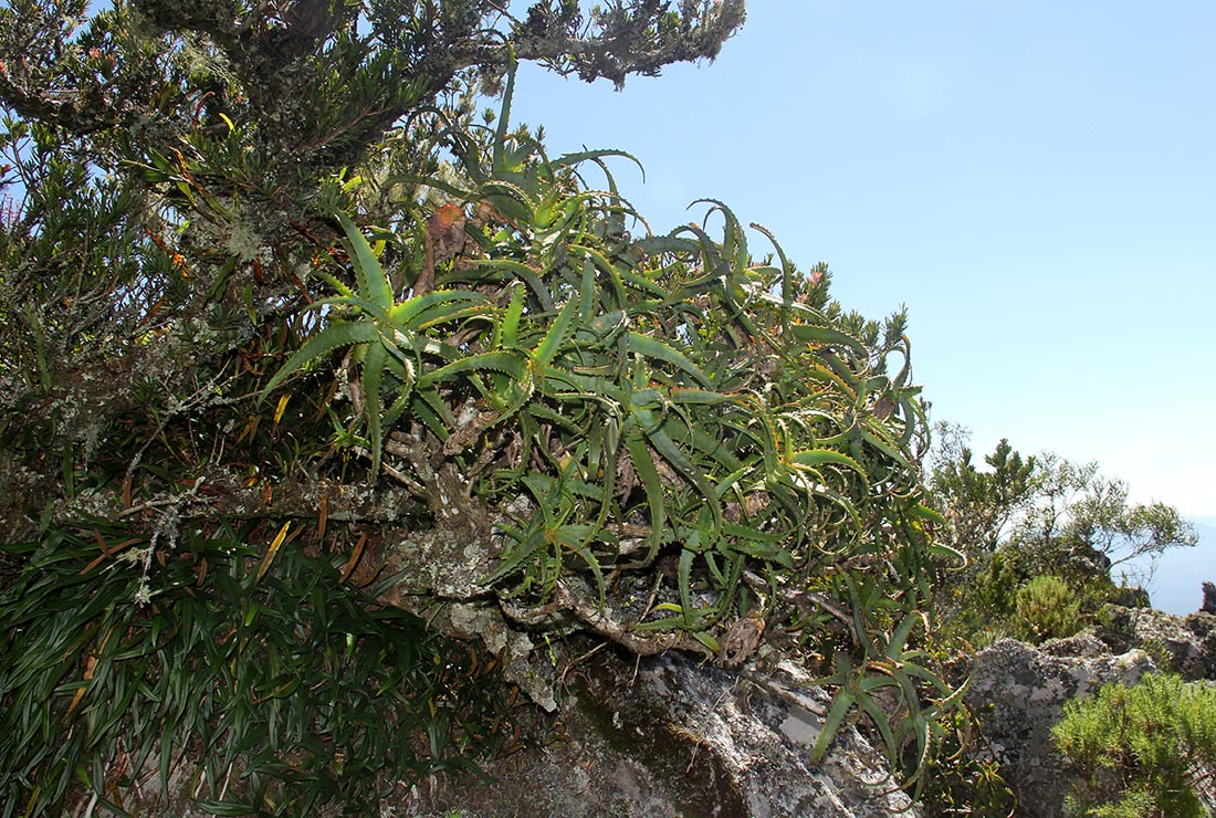 Aloe arborescens