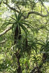 Aloe arborescens