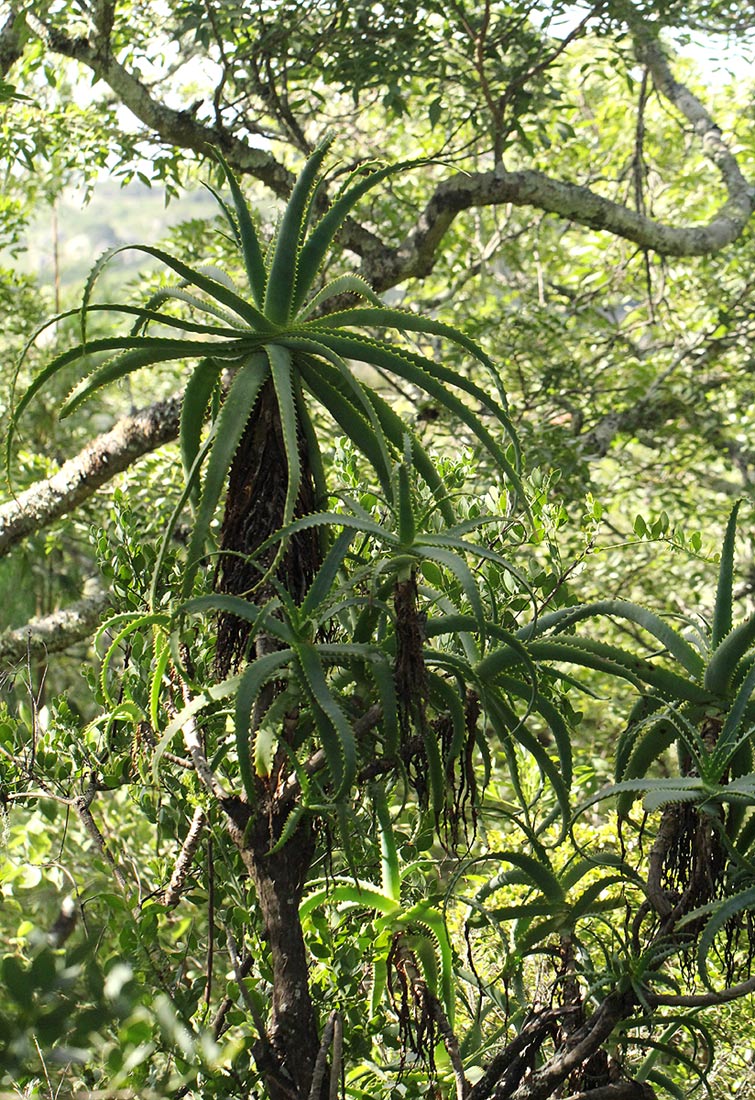 Aloe arborescens