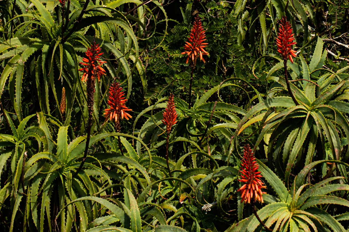 Aloe arborescens