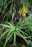Aloe arborescens