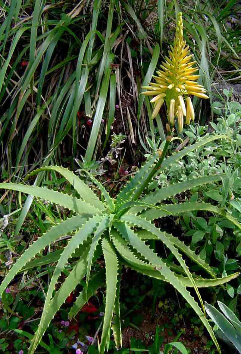 Aloe arborescens