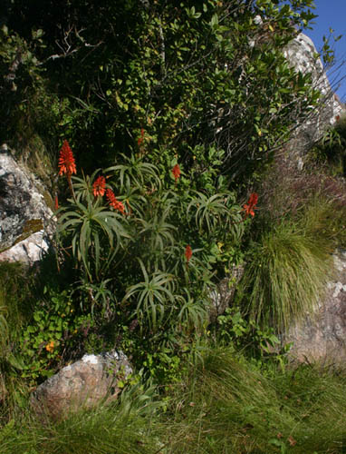 Aloe arborescens