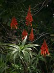 Aloe arborescens