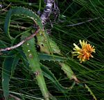 Aloe arborescens