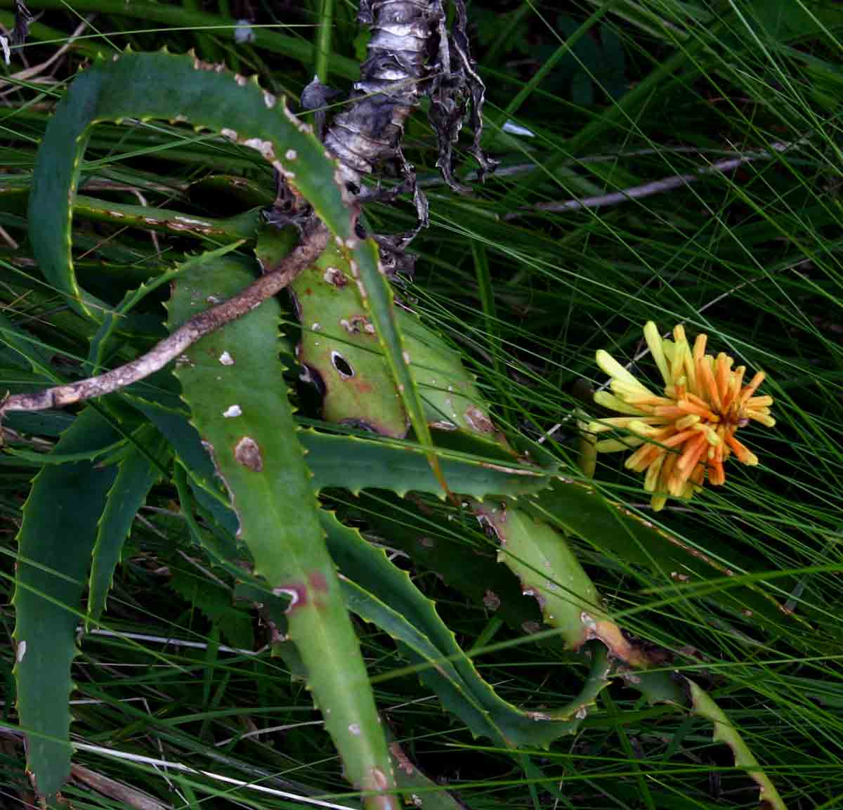 Aloe arborescens