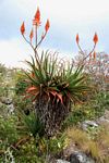 Aloe arborescens