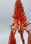 Aloe arborescens