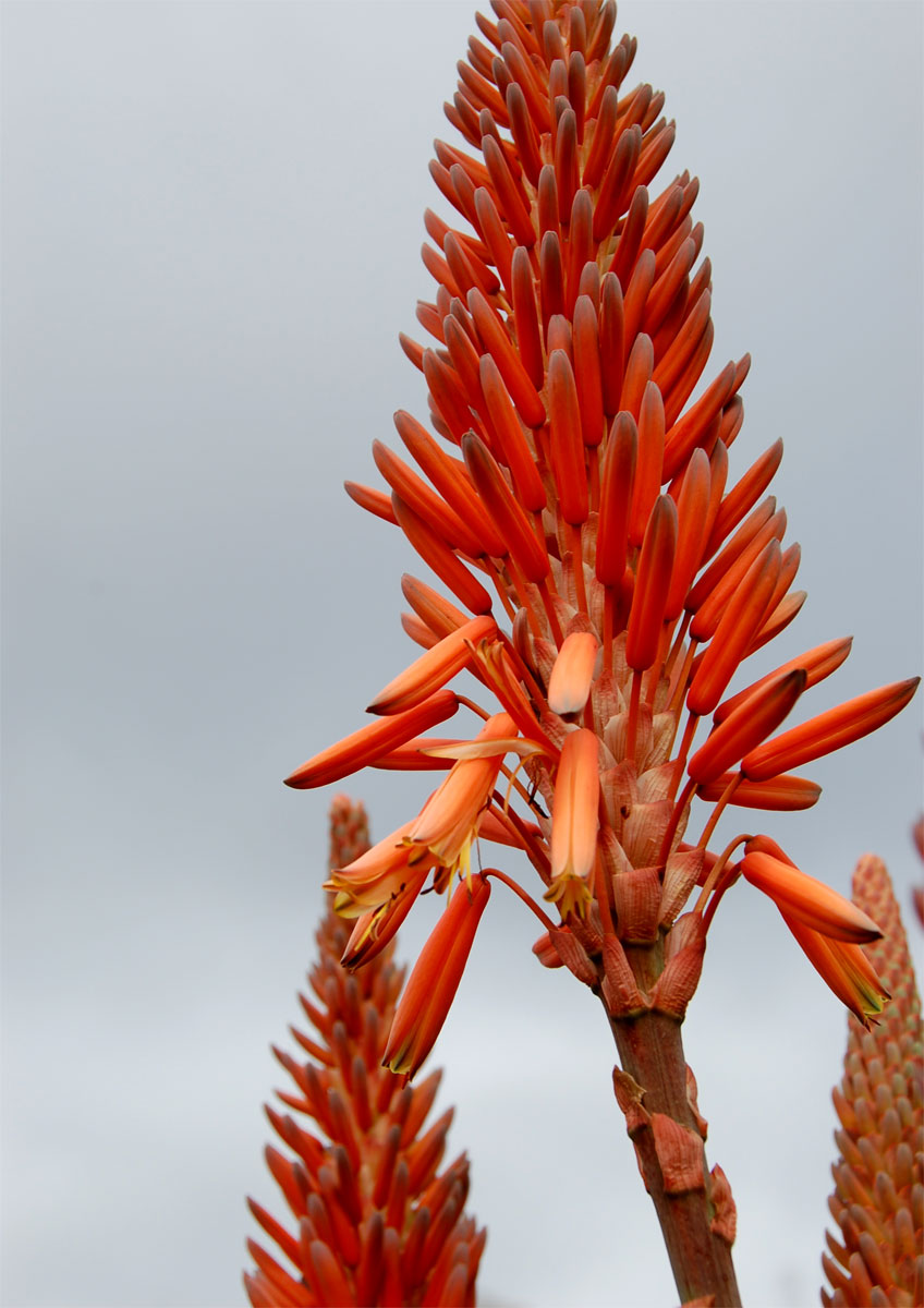 Aloe arborescens
