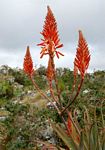 Aloe arborescens