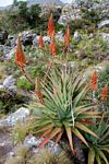 Aloe arborescens
