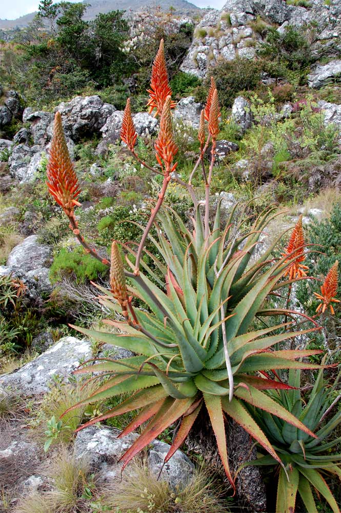 Aloe arborescens