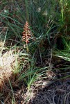 Aloe ballii var. makurupiniensis