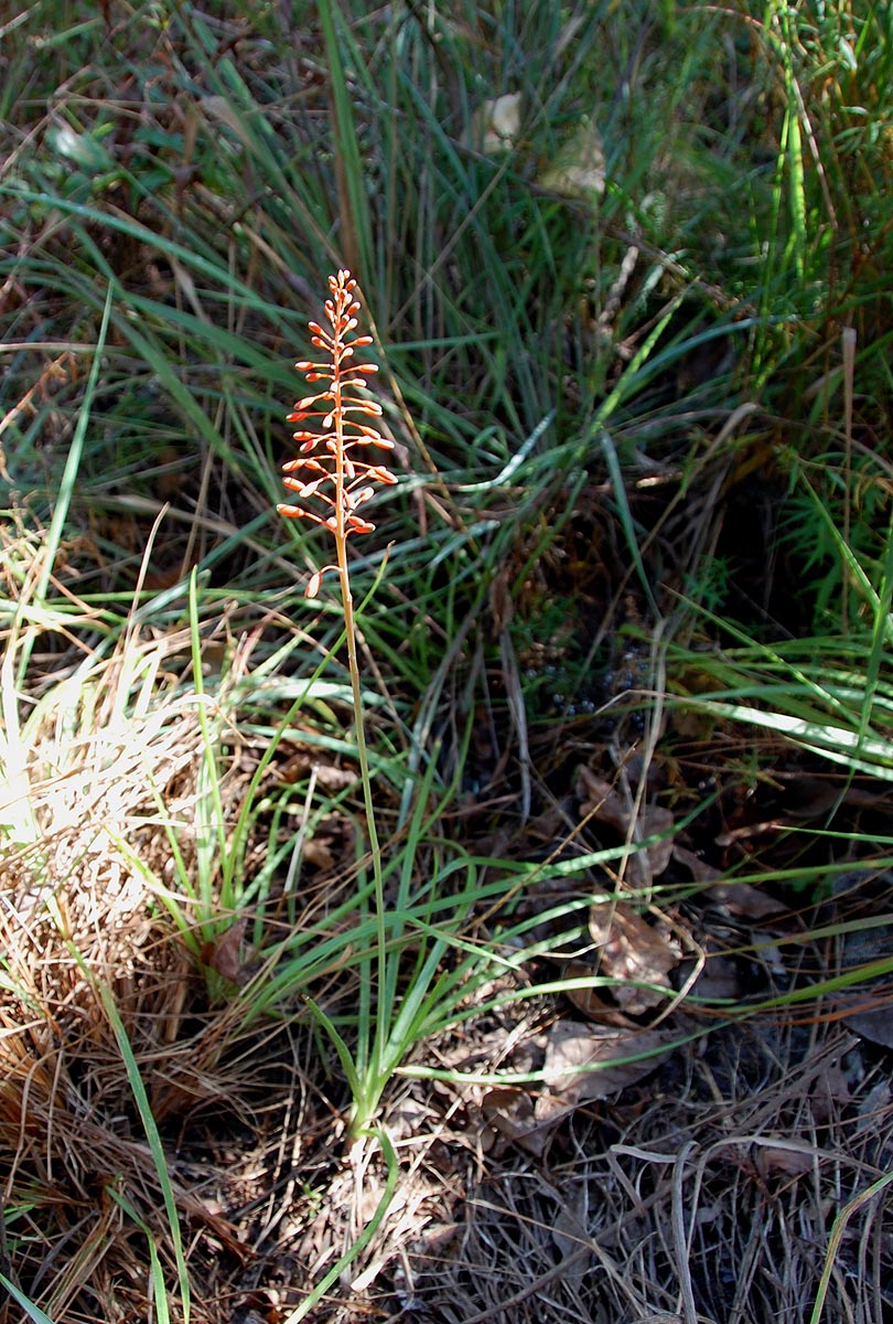 Aloe ballii var. makurupiniensis