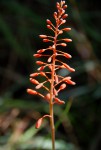 Aloe ballii var. makurupiniensis