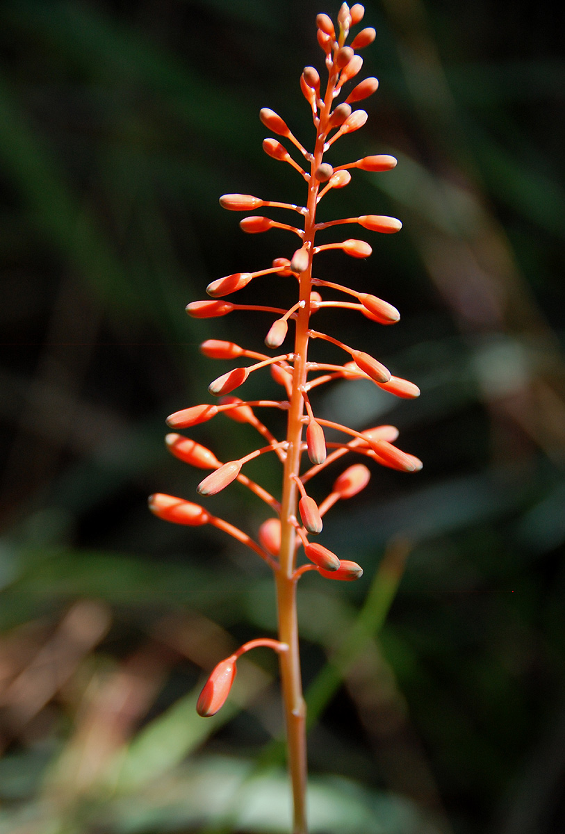 Aloe ballii var. makurupiniensis