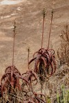 Aloe cameronii var. cameronii