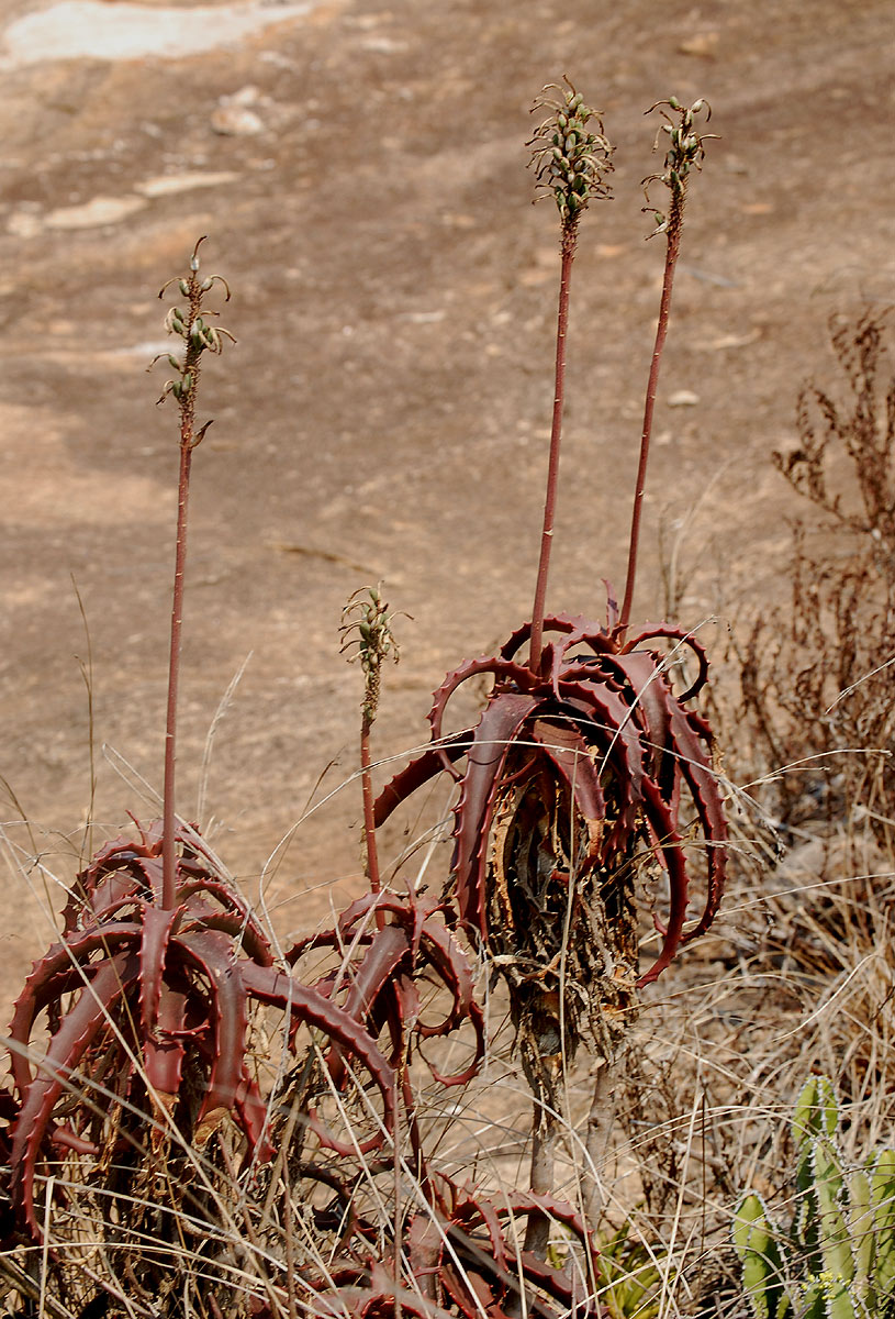 Aloe cameronii var. cameronii