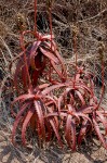 Aloe cameronii var. cameronii