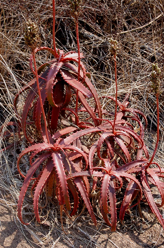 Aloe cameronii var. cameronii