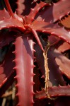 Aloe cameronii var. cameronii