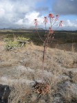 Aloe carnea