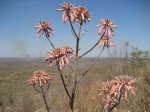 Aloe carnea