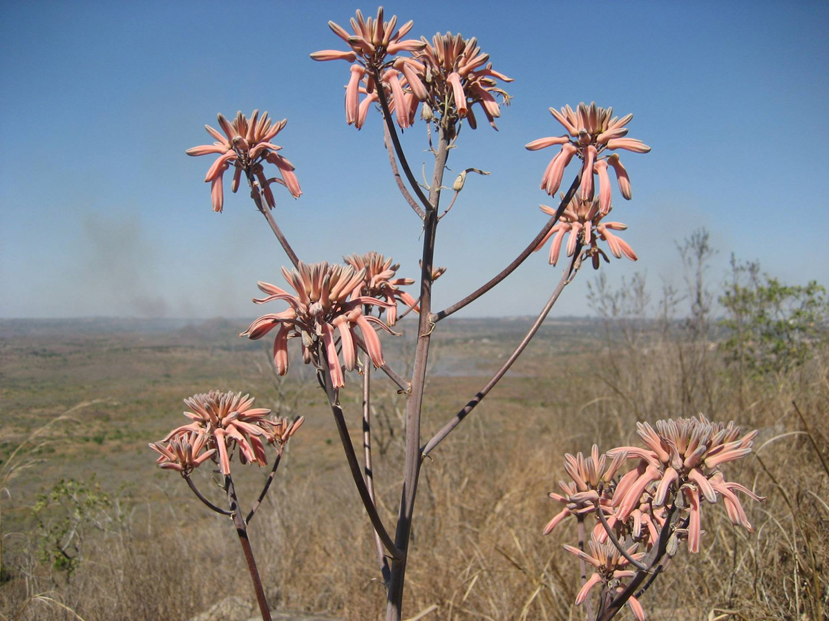 Aloe carnea