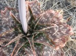 Aloe carnea