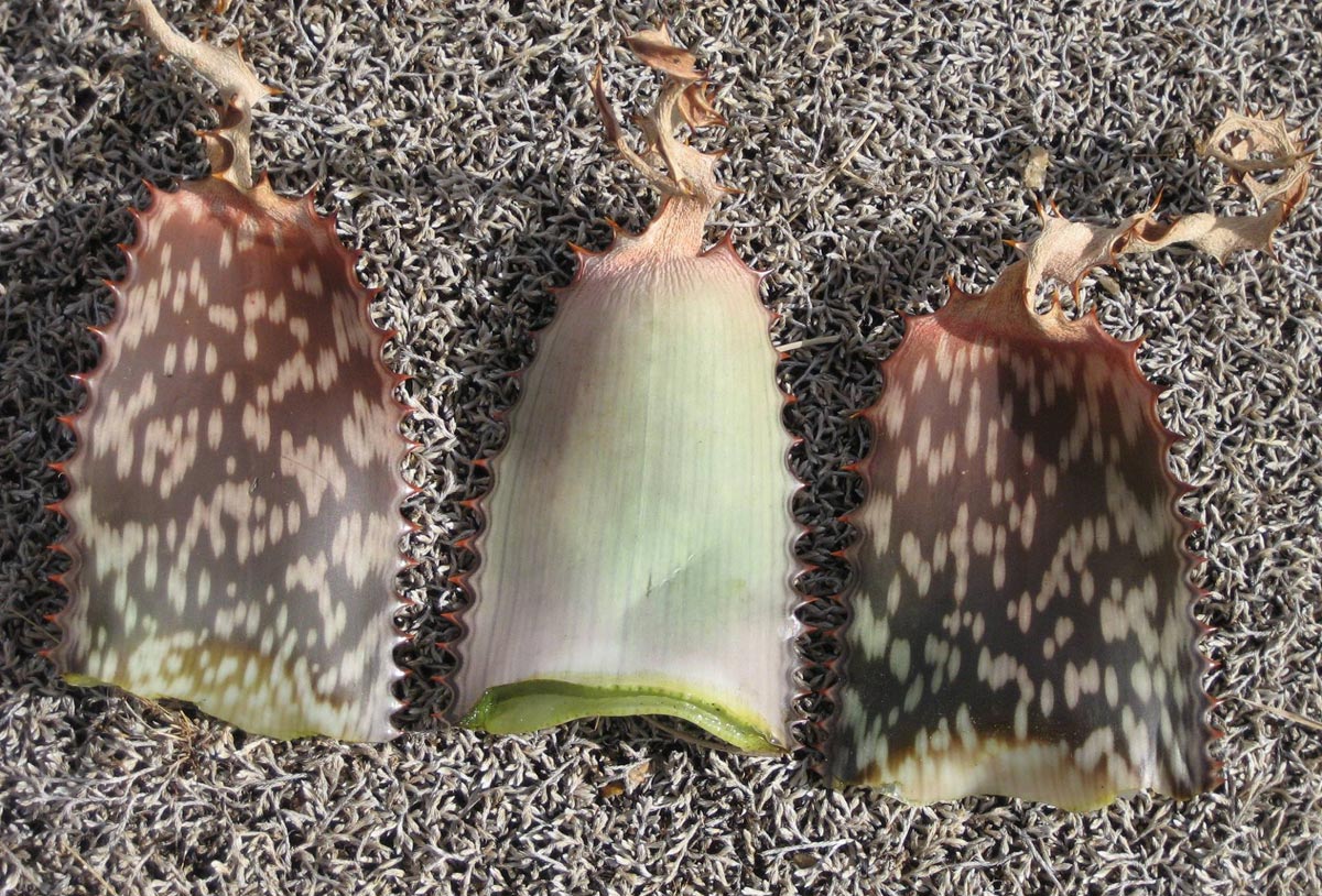 Aloe carnea