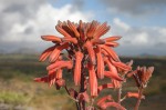 Aloe carnea