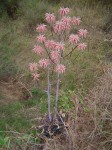 Aloe carnea
