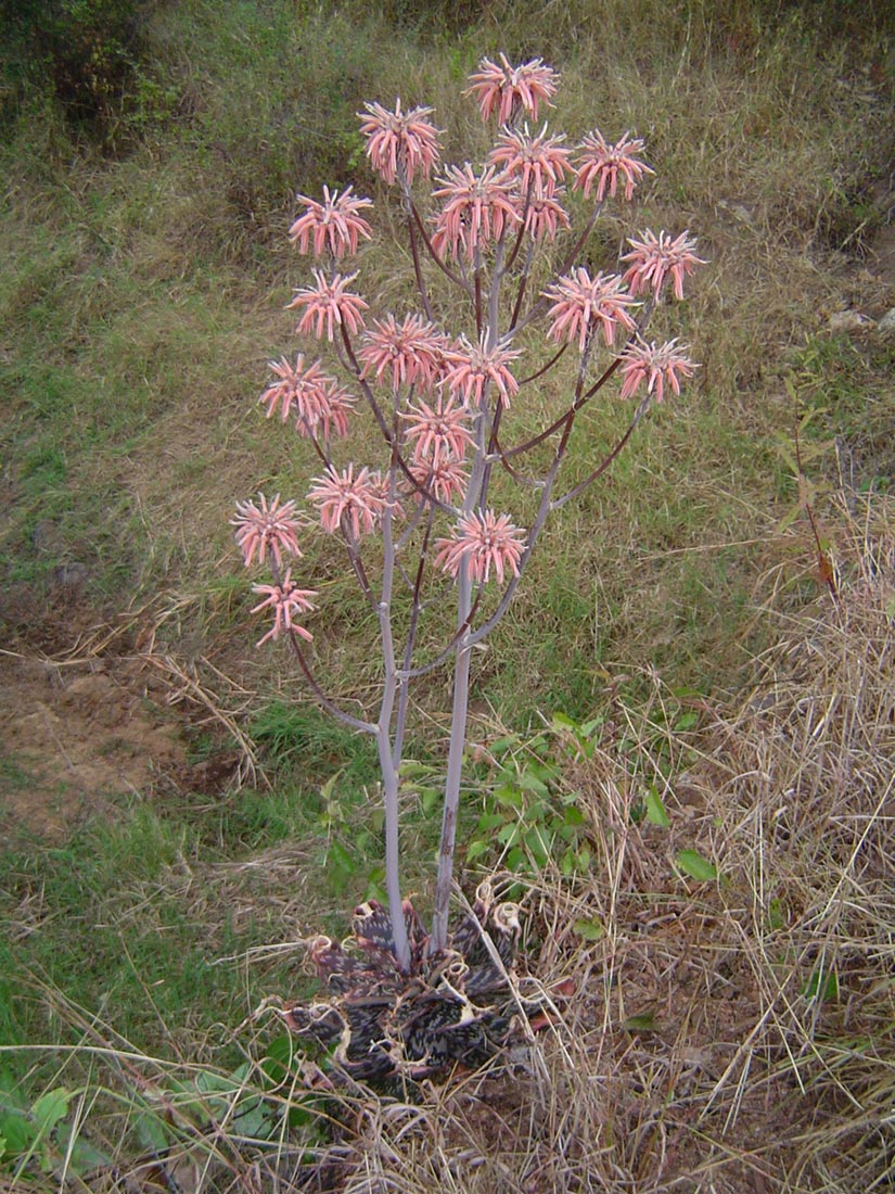 Aloe carnea